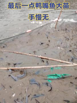 智叟渔业 融合科技创新与生态智慧，引领现代渔业新篇章