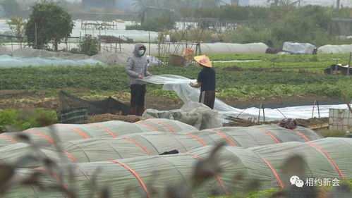 疫情之下保供应 新会区蔬菜种植与畜禽水产养殖生产稳定，饲料保障有力