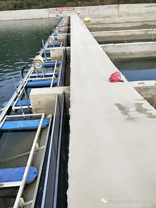 百万鱼苗“嫁”贵州，生态渔业谱新篇——安顺镇宁县思源生态渔业基地侧记