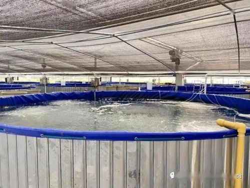 “堆”出生态池塘 一种水体自净、病害可控的循环养殖新模式