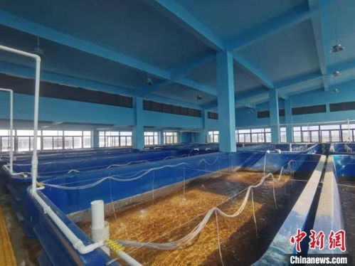 虾苗谷破茧成蝶 文昌冯家湾转型助推水产养殖绿色发展